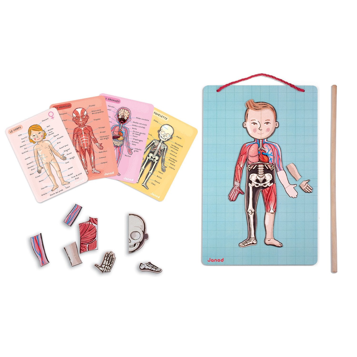 janod-body-magnet-in-11-languages-03